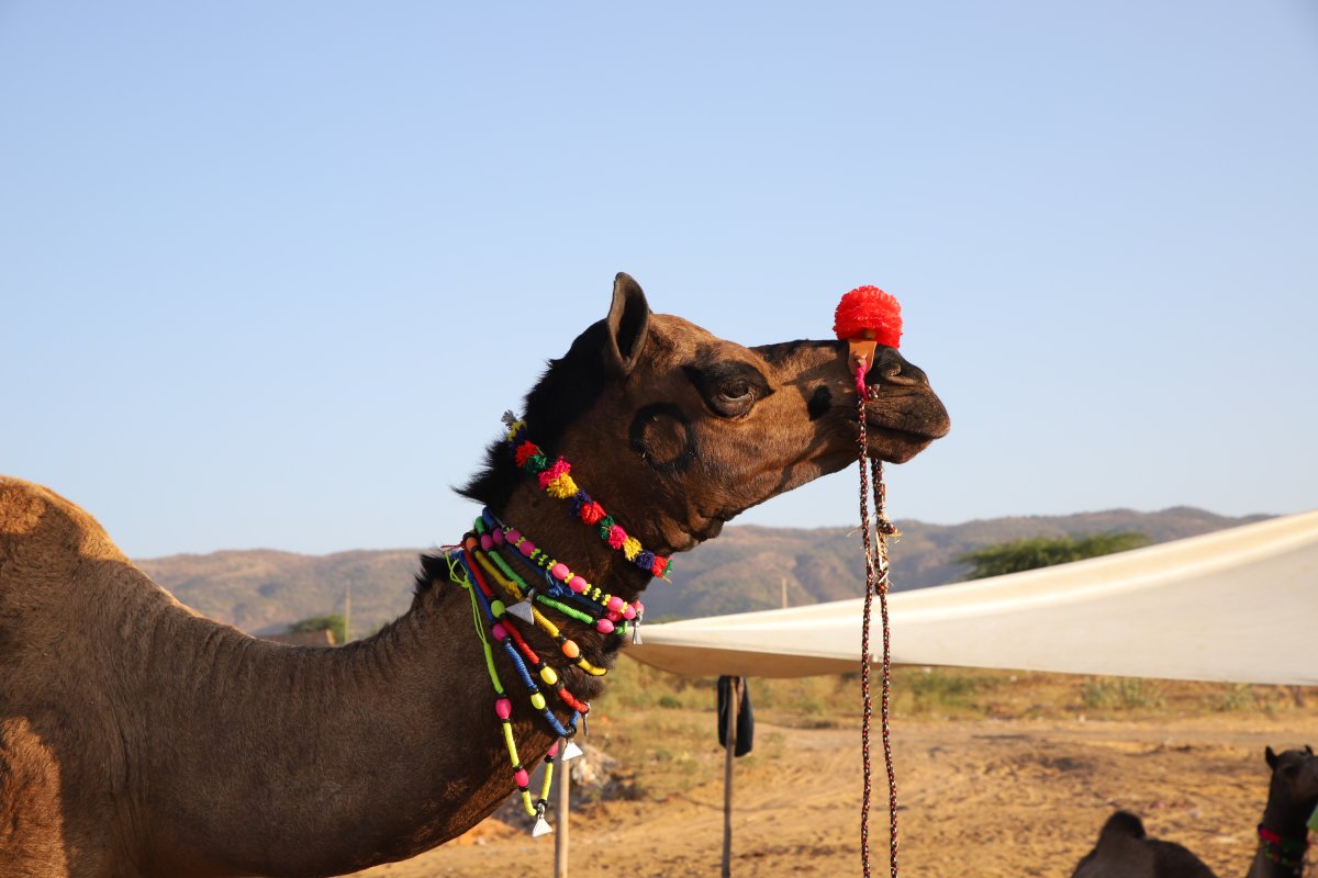 Delhi – Agra – Jaipur