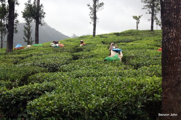Kochi - Munnar - Thekkady